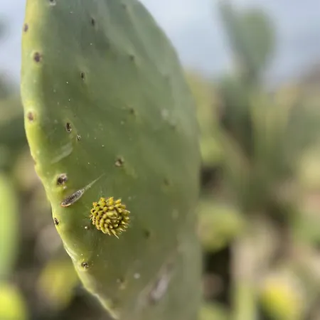 Apartment Tea-rose Loft *