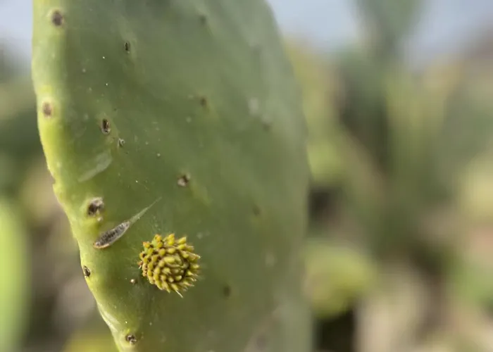 Daire Tea-rose Loft *